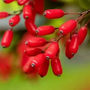 Berberine HCL